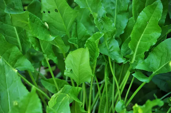 Acedera capa verde — Foto de Stock