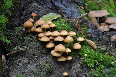 Vahşi orman mushrooms_2