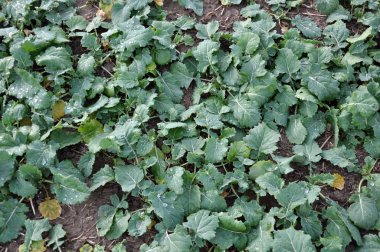 Sonbahar Kış kolza tohumu alanında