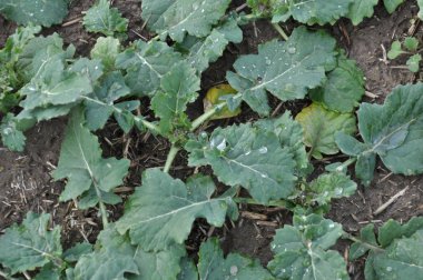 Kış kolza tohumu alanında autumn_6