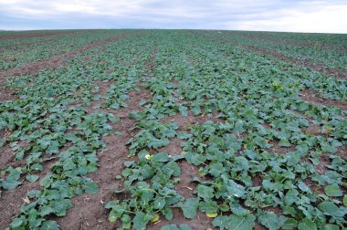 Kış kolza tohumu alanında autumn_11