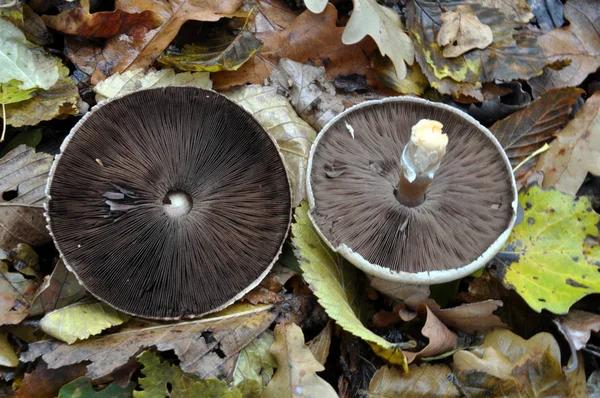 야생 숲 mushrooms_5 — 스톡 사진