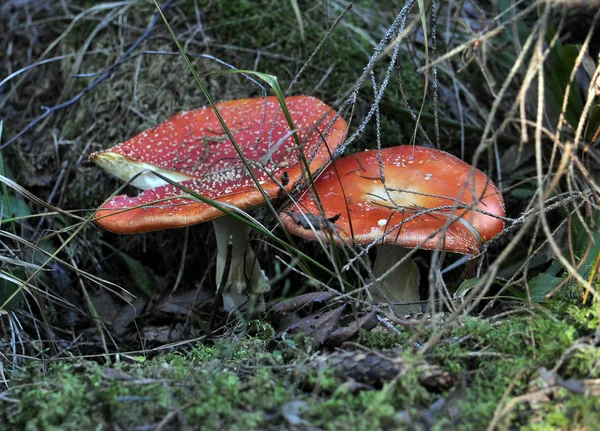 Vahşi orman mushrooms_3 — Stok fotoğraf