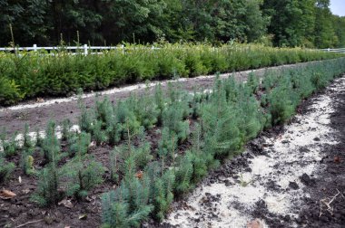 Plants_28 büyüyen çocuk odası