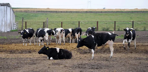 Keeping heifers outdoors — Stock Photo, Image