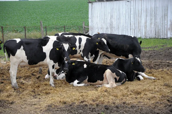 Keeping heifers outdoors_3 — Stock Photo, Image