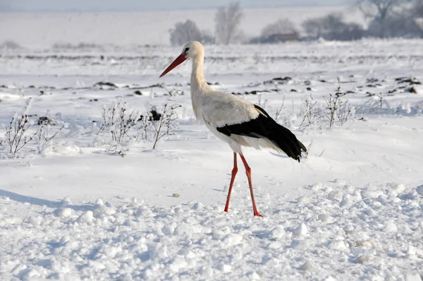 Storch überwintert Weißstorch überwintert im Dorf bei Schnee und Kälte — Stockfoto