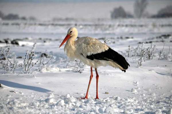 Storch überwintert Weißstorch überwintert im Dorf bei Schnee und Kälte — Stockfoto