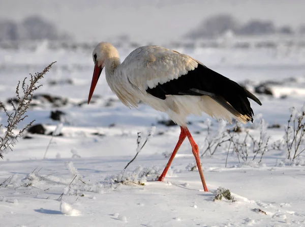 Storch überwintert Weißstorch überwintert im Dorf bei Schnee und Kälte — Stockfoto