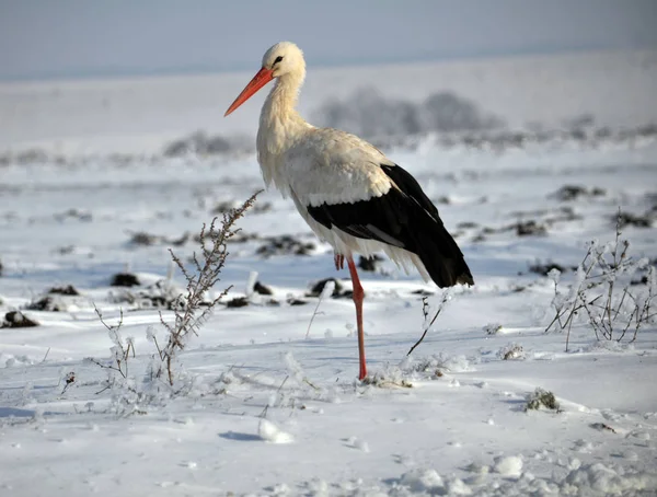 Storch überwintert Weißstorch überwintert im Dorf bei Schnee und Kälte — Stockfoto