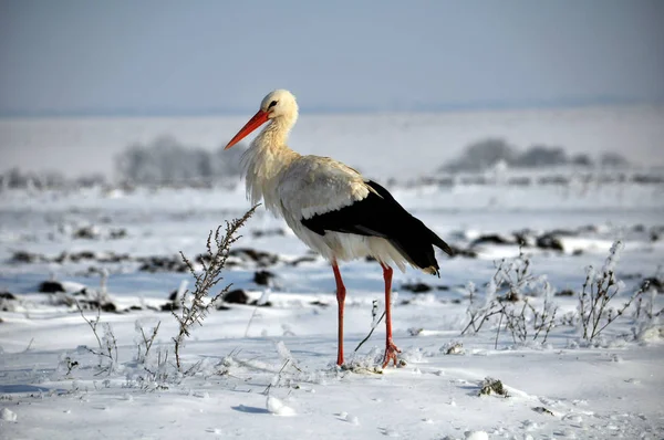 Storch überwintert Weißstorch überwintert im Dorf bei Schnee und Kälte — Stockfoto