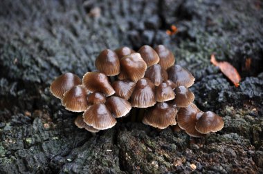 Vahşi orman mushrooms_8