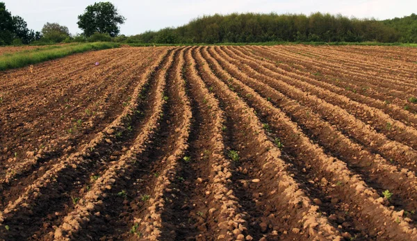 Cresta de tierra en el campo de patatas _ 3 —  Fotos de Stock