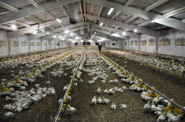 Fazenda para o cultivo de frangos de corte _ 2 — Fotografia de Stock