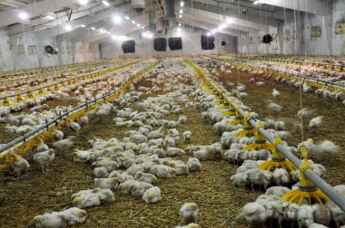 Çiftlik büyüyen broiler chickens_5 için