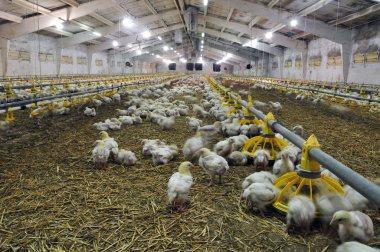 Çiftlik büyüyen broiler chickens_4 için