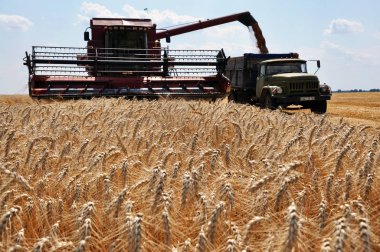 Kış wheat_7 hasat
