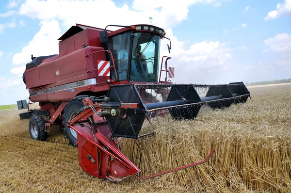 冬小麦の収穫 — ストック写真