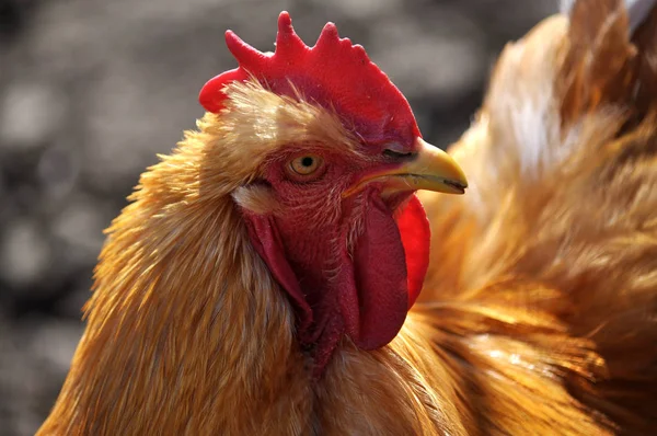 Head large cock — Stock Photo, Image