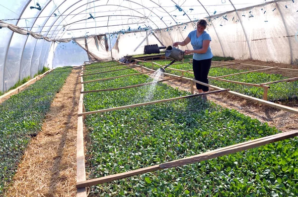 Hothouse para plântulas de crescimento de vegetais _ 5 — Fotografia de Stock