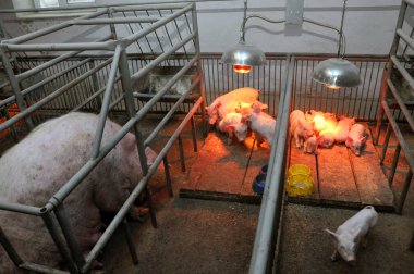 Onun piglets_2 hemşirelik ekmek