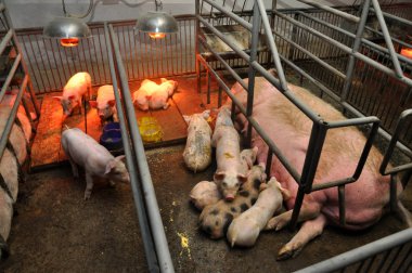 Onun piglets_5 hemşirelik ekmek