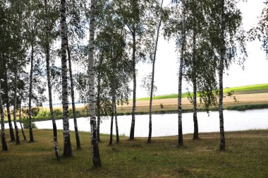 Yaz huş ağacı grove_3