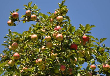 Gökyüzüne karşı elma ağaçlarının dalları