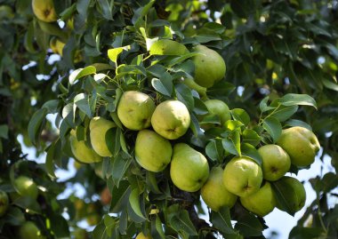 Fruit_4 ile armut Şubesi