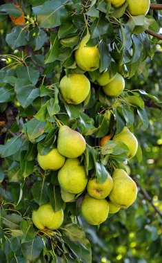 Fruit_3 ile armut Şubesi