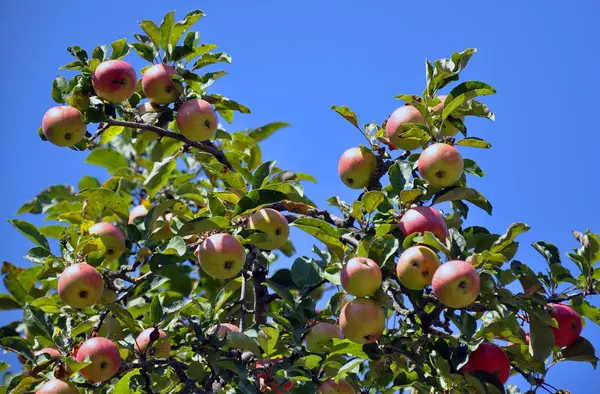 Sky_3 karşı elma ağaçlarının dalları