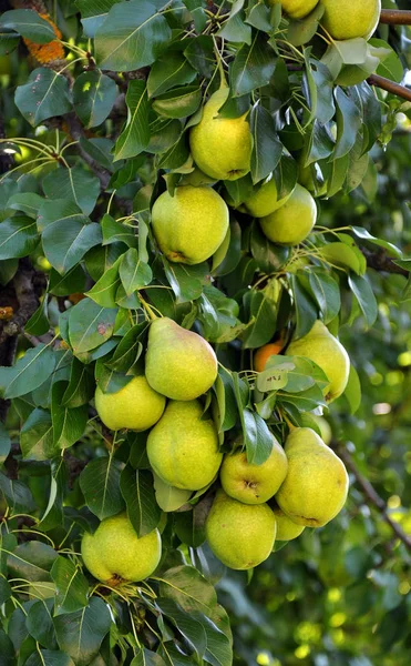 La rama de la pera con fruto _ 3 — Foto de Stock