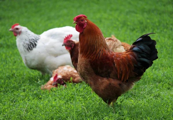 The red rooster and chickens — Stock Photo, Image