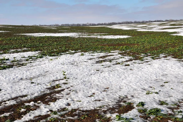 İyi olan kış tecavüz snow_9 altında kış