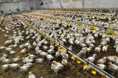 Çiftlik büyüyen broiler chickens_8 için