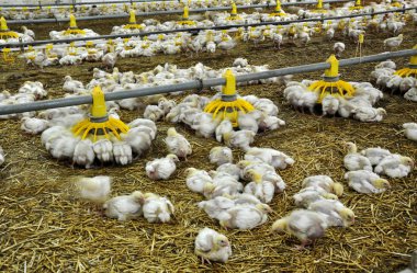 Çiftlik büyüyen broiler chickens_6 için