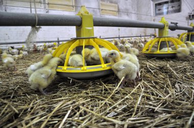 Çiftlik büyüyen broiler chickens_11 için