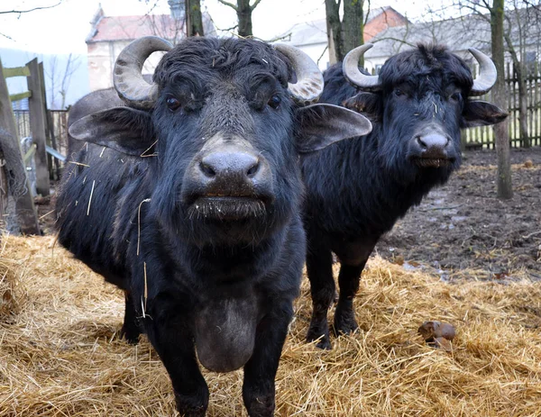 Buffalo em um clima temperado — Fotografia de Stock