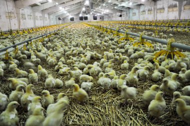 Çiftlik büyüyen broiler chickens_14 için