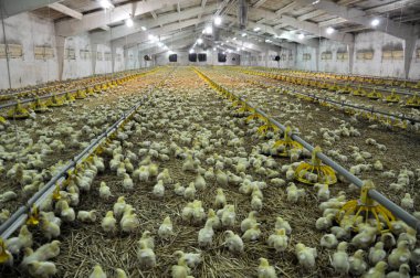 Çiftlik büyüyen broiler chickens_16 için