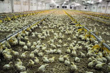 Çiftlik büyüyen broiler chickens_15 için