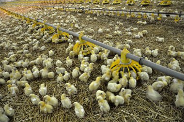 Çiftlik büyüyen broiler chickens_19 için