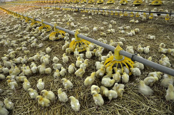 Çiftlik büyüyen broiler chickens_19 için