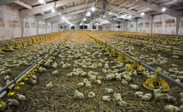 Farm for growing broiler chickens_20