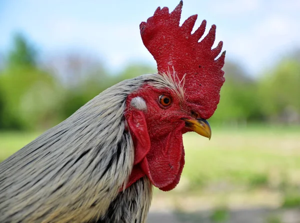 Rooster closely with a large crest — Stock Photo, Image