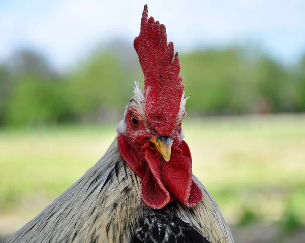Rooster closely with a large crest_2 — Stock Photo, Image