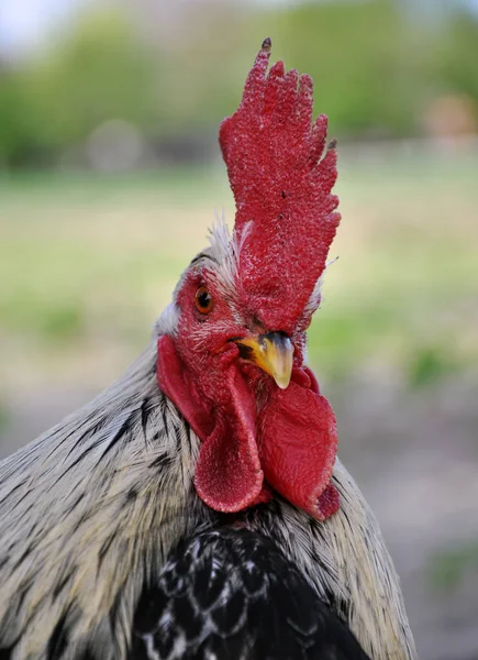 Rooster closely with a large crest_5 — Stock Photo, Image