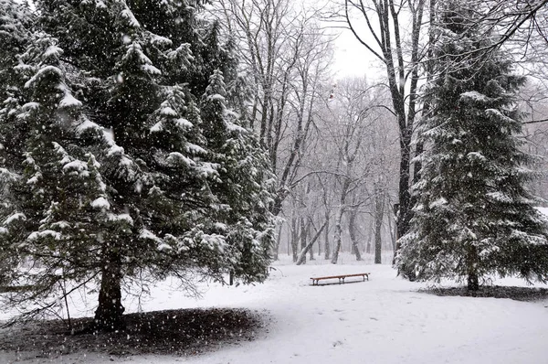 Zimní sněžení v parku — Stock fotografie