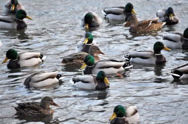 Bir sürü vahşi ducks_7