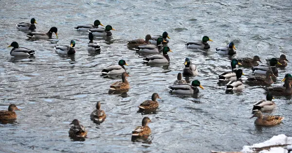 野生の ducks_5 の群れ — ストック写真